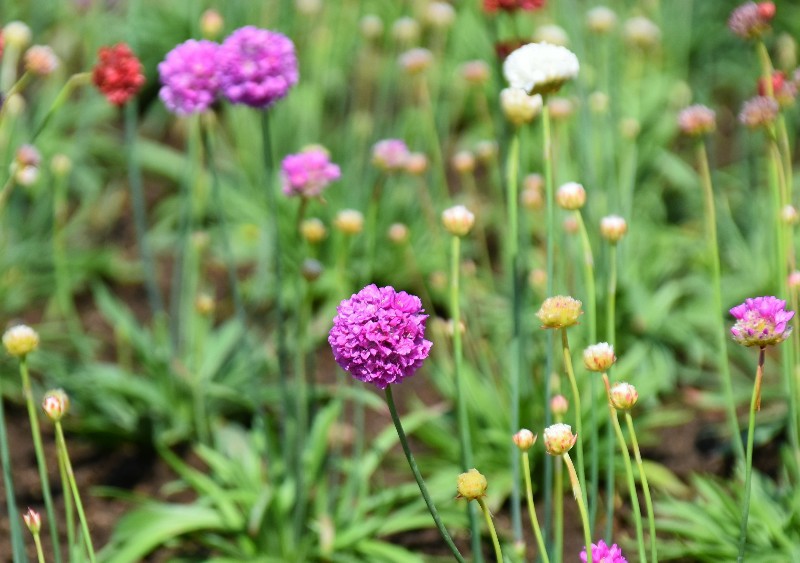 f:id:flowerTDR:20200413090017j:image f:id:flowerTDR:20200413090017j:image