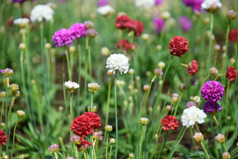 f:id:flowerTDR:20200413090026j:image f:id:flowerTDR:20200413090026j:image