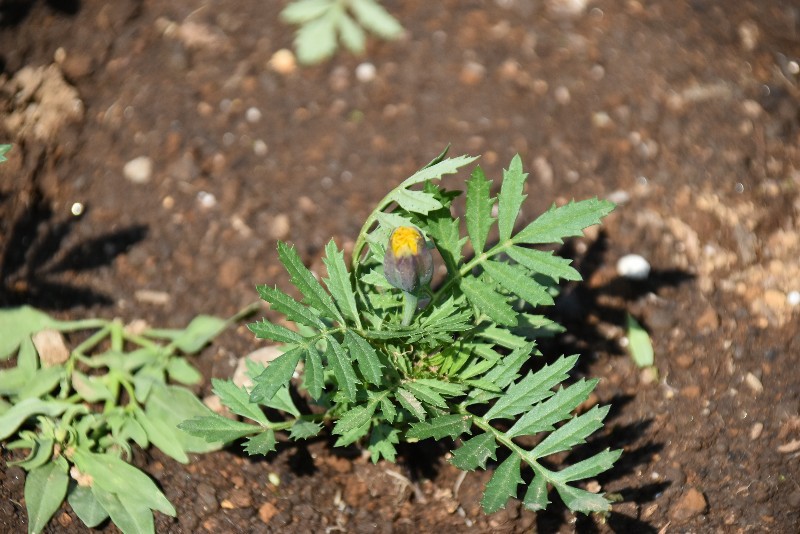 f:id:flowerTDR:20200413090431j:image f:id:flowerTDR:20200413090431j:image