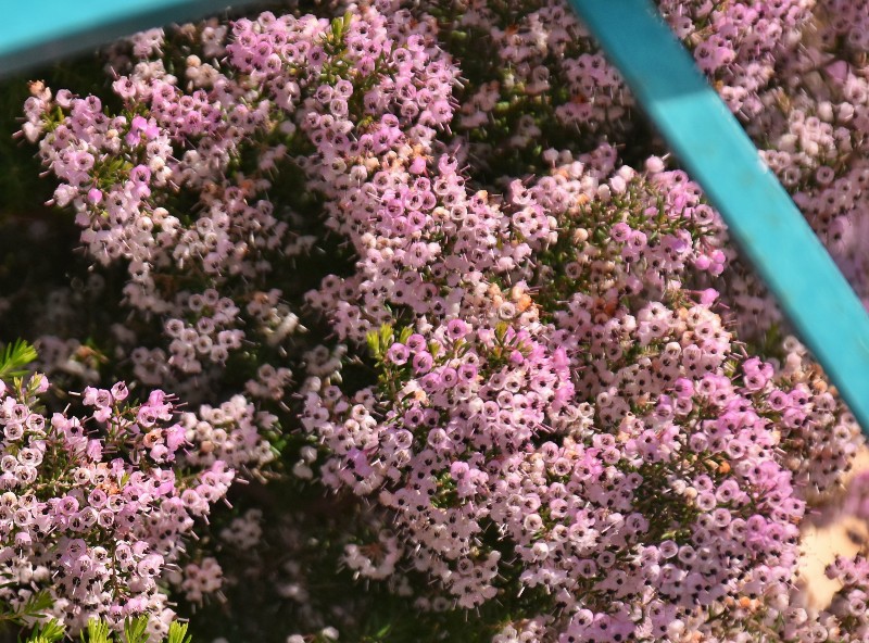 f:id:flowerTDR:20200414092003j:image