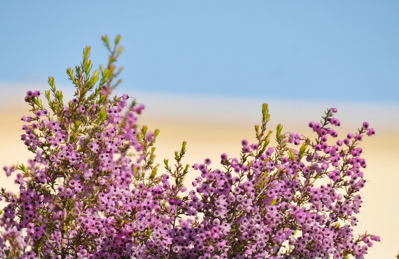 f:id:flowerTDR:20200414092010j:image