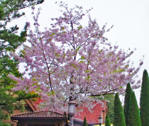 f:id:flowerTDR:20200415011539j:image