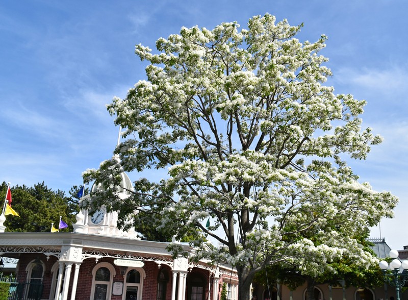 f:id:flowerTDR:20200415011551j:image