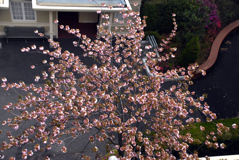 f:id:flowerTDR:20200416002947j:plain