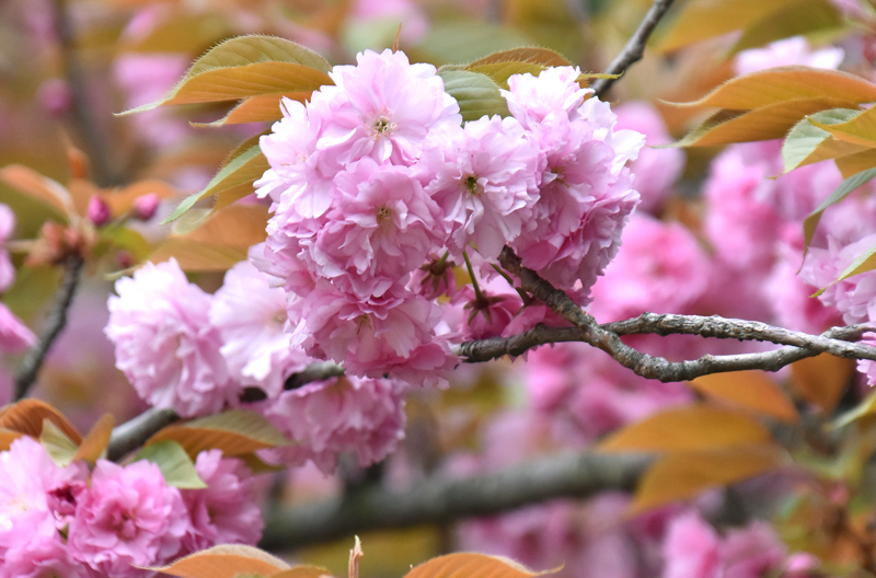 f:id:flowerTDR:20200416003012j:plain