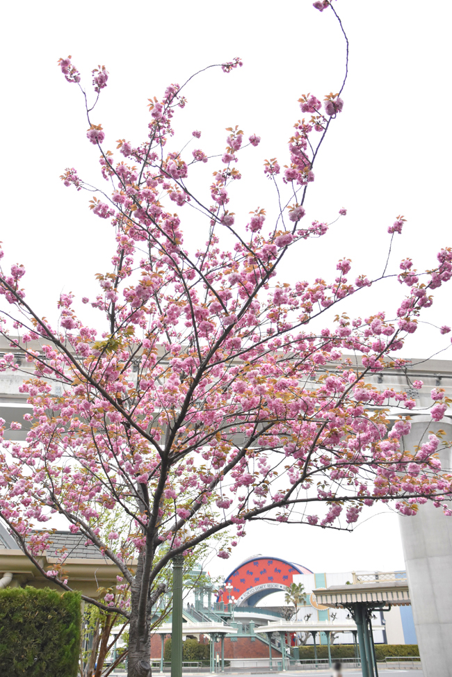 f:id:flowerTDR:20200416003711j:plain