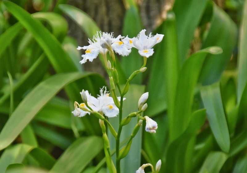 f:id:flowerTDR:20200417091257j:image