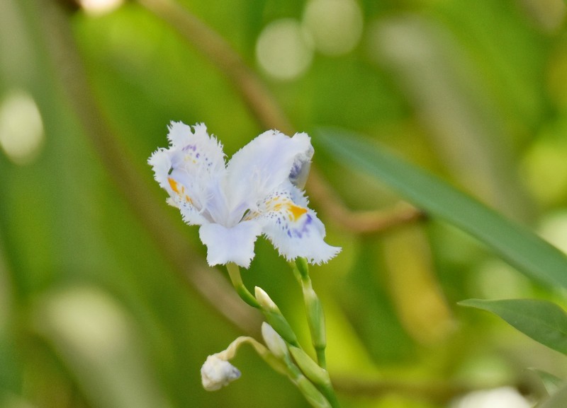 f:id:flowerTDR:20200417091304j:image