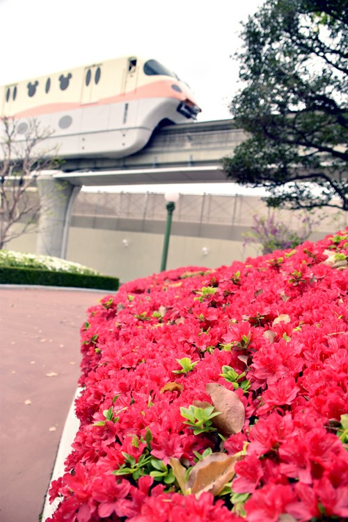 f:id:flowerTDR:20200421075116j:image f:id:flowerTDR:20200421075116j:image