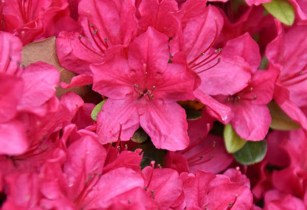 f:id:flowerTDR:20200421075122j:image f:id:flowerTDR:20200421075122j:image
