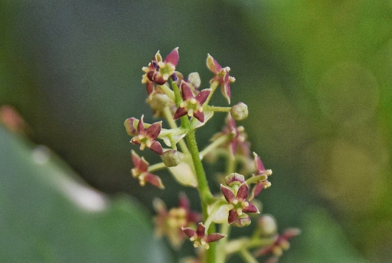 f:id:flowerTDR:20200423090353j:image