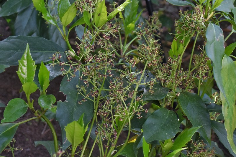 f:id:flowerTDR:20200423090933j:image
