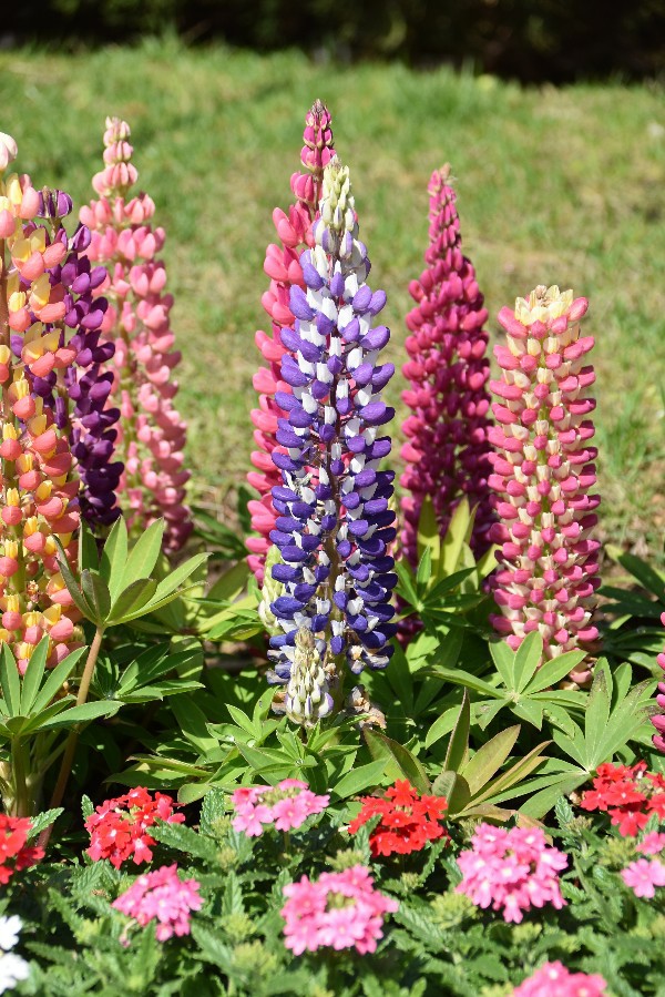 f:id:flowerTDR:20200424093809j:image