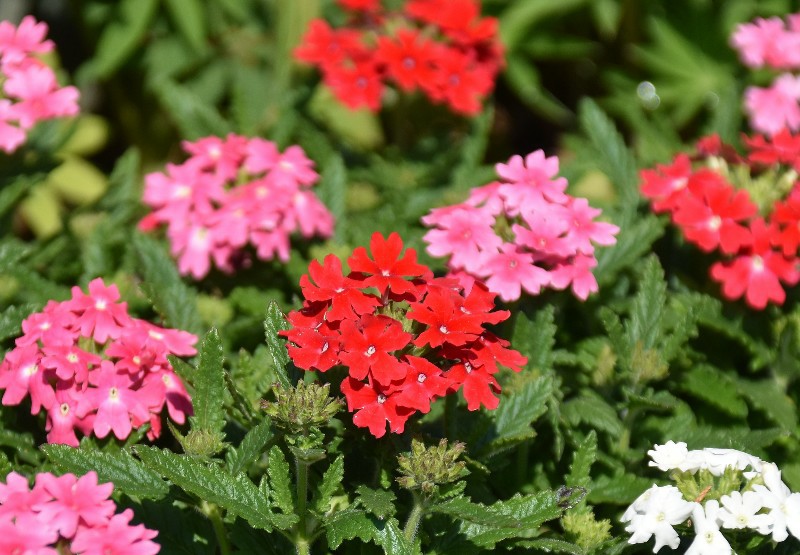 f:id:flowerTDR:20200424095712j:image