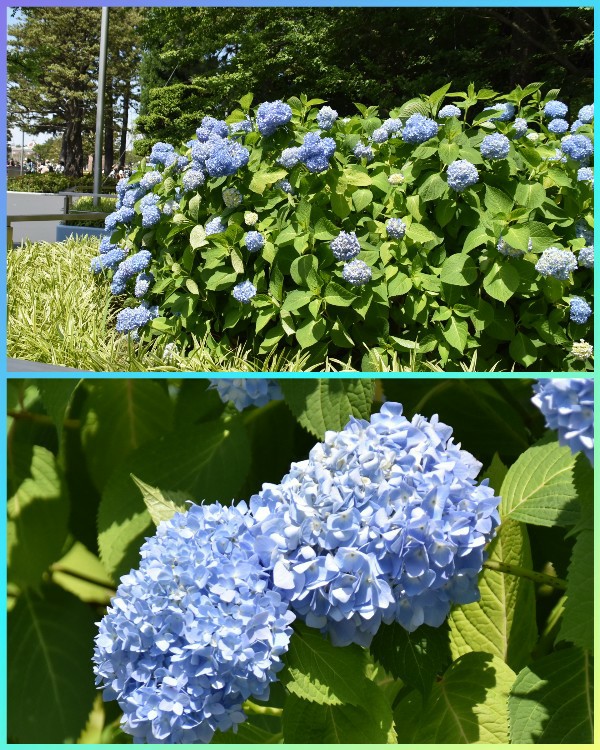 f:id:flowerTDR:20200427090304j:image