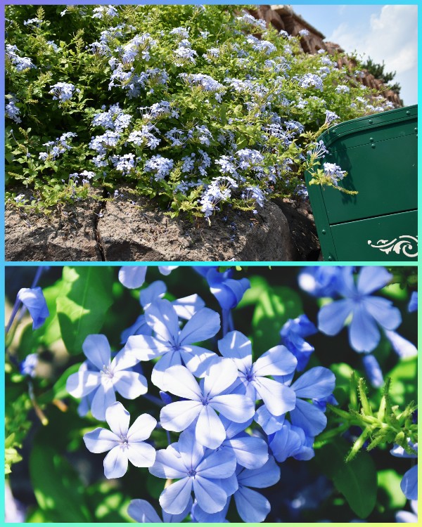f:id:flowerTDR:20200427090330j:image