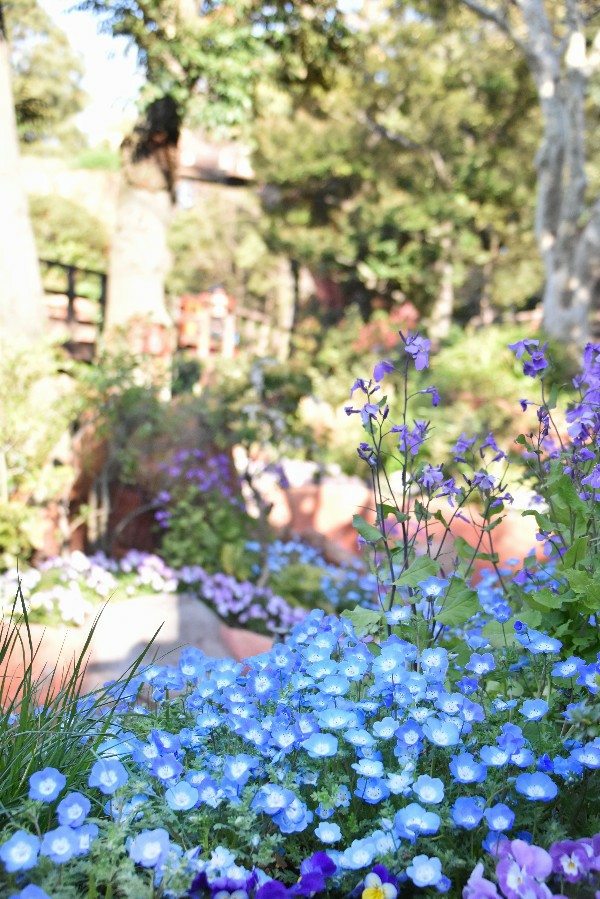 f:id:flowerTDR:20200427090359j:image