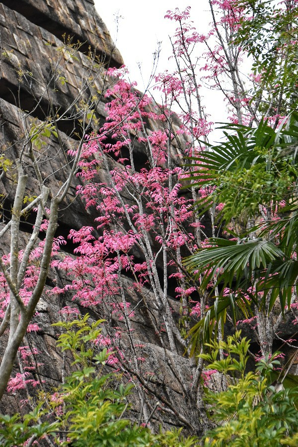 f:id:flowerTDR:20200428091724j:image