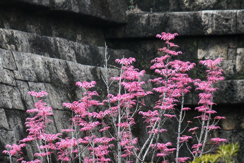 f:id:flowerTDR:20200428091734j:image