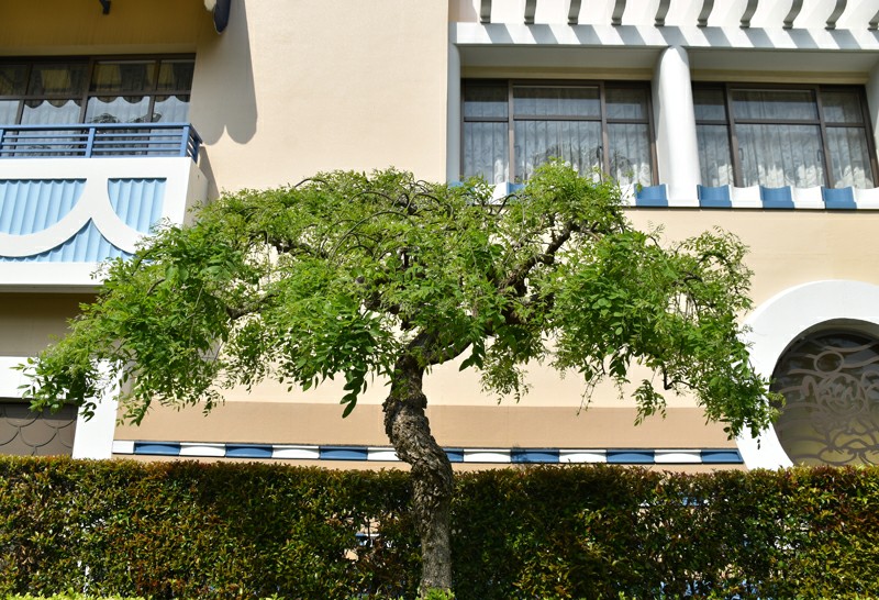 f:id:flowerTDR:20200508091517j:image
