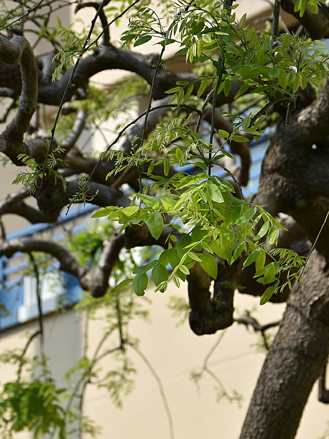 f:id:flowerTDR:20200508091530j:image
