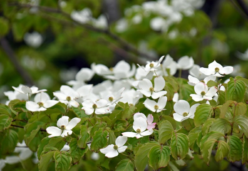 f:id:flowerTDR:20200519090510j:image