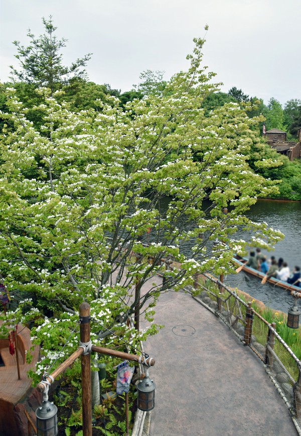 f:id:flowerTDR:20200519090521j:image