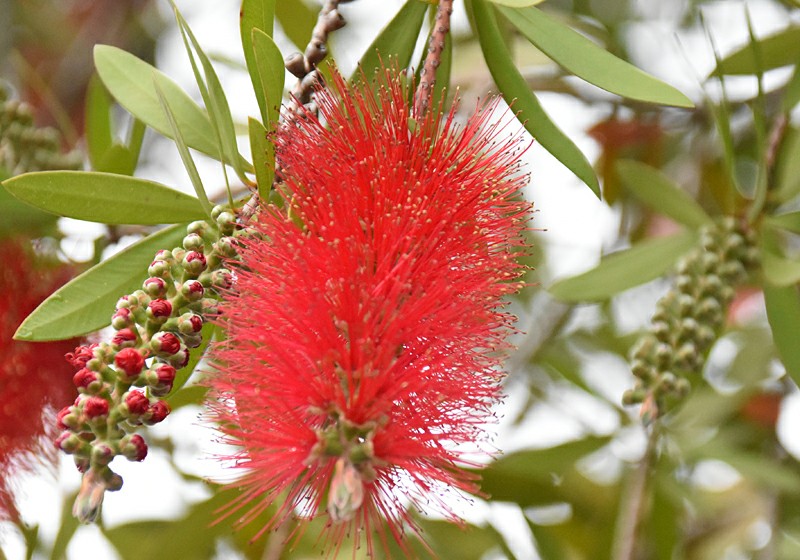 f:id:flowerTDR:20200522090644j:image f:id:flowerTDR:20200522090644j:image