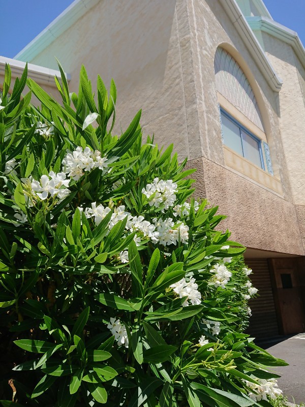 f:id:flowerTDR:20200615085840j:image