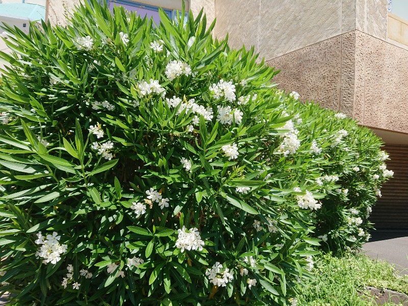 f:id:flowerTDR:20200615085850j:image