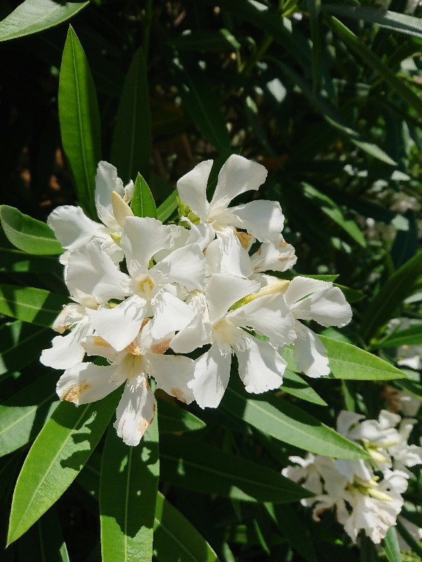 f:id:flowerTDR:20200615085857j:image