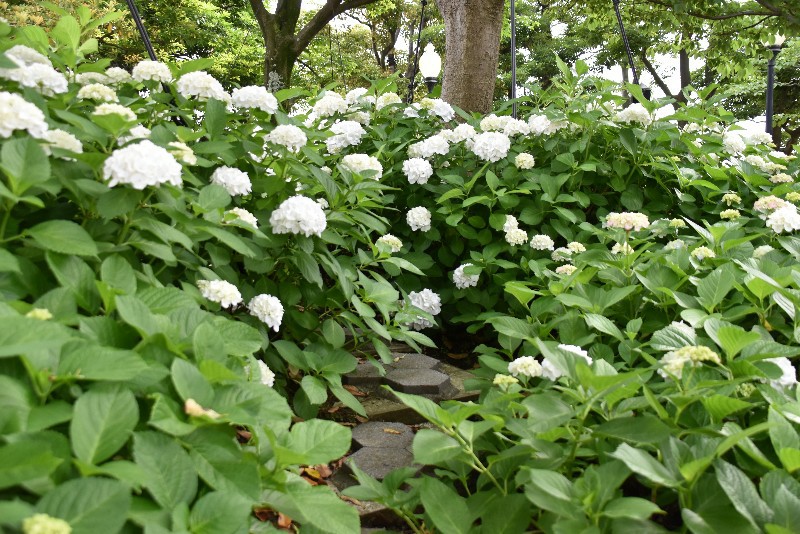 f:id:flowerTDR:20200622092701j:image