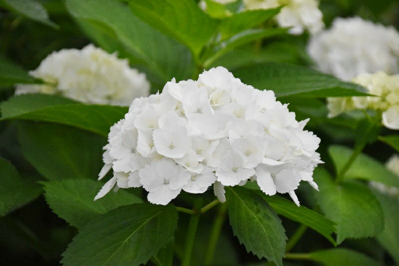f:id:flowerTDR:20200622092709j:image