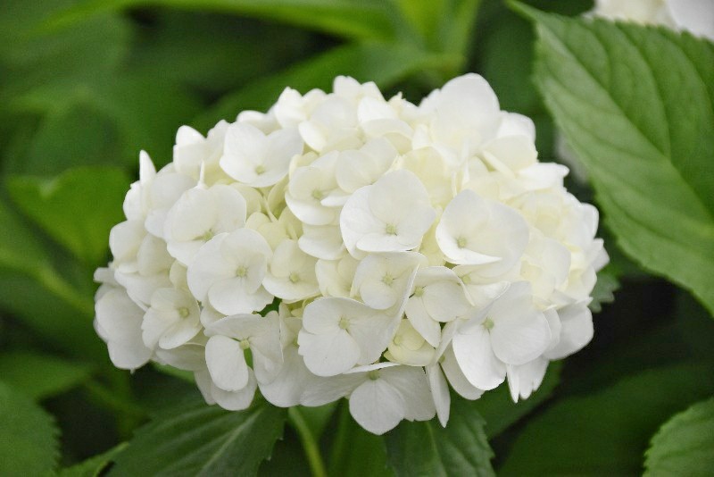f:id:flowerTDR:20200622092718j:image