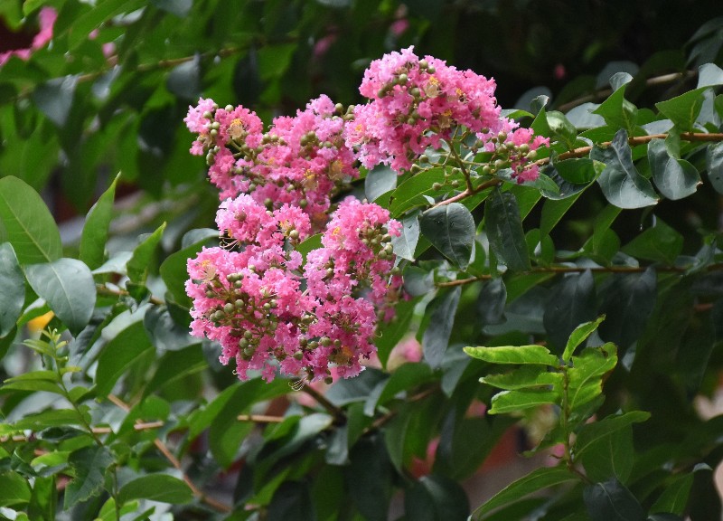 f:id:flowerTDR:20200727090152j:image