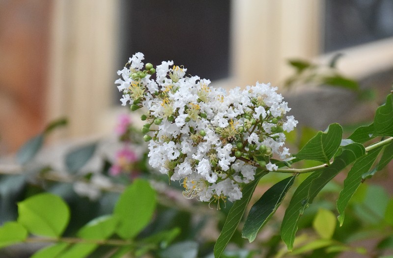 f:id:flowerTDR:20200727090837j:image