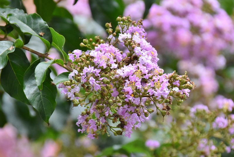 f:id:flowerTDR:20200727090844j:image