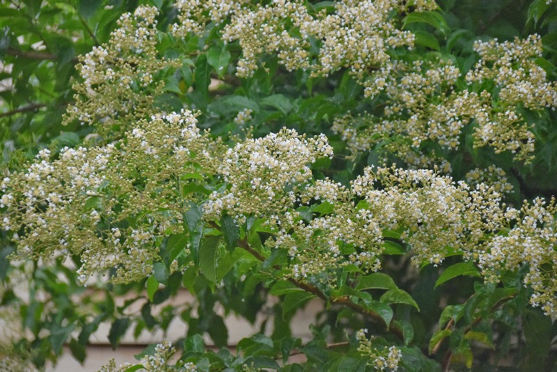 f:id:flowerTDR:20200729065202j:image