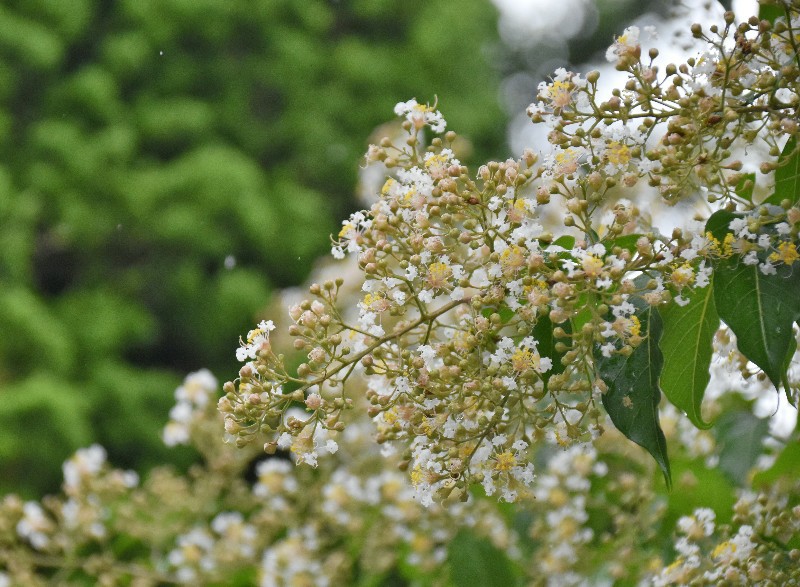 f:id:flowerTDR:20200729065219j:image