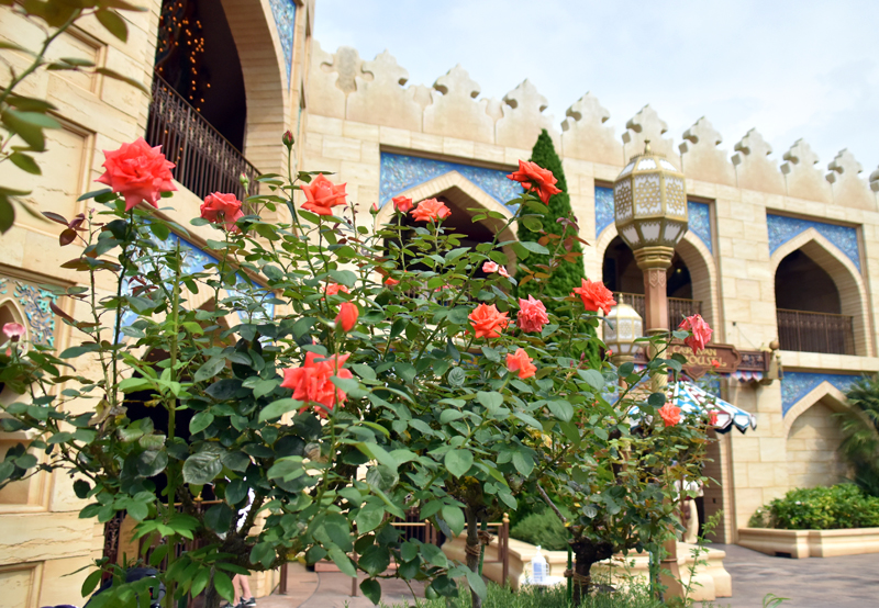 f:id:flowerTDR:20200730090938j:plain