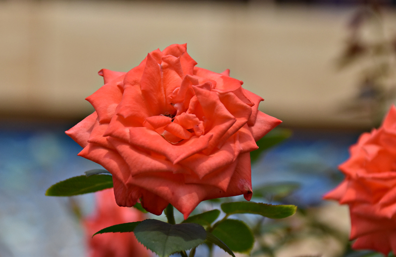 f:id:flowerTDR:20200730090949j:plain