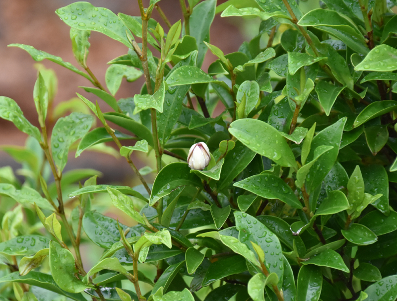f:id:flowerTDR:20200904001814j:plain f:id:flowerTDR:20200904001814j:plain