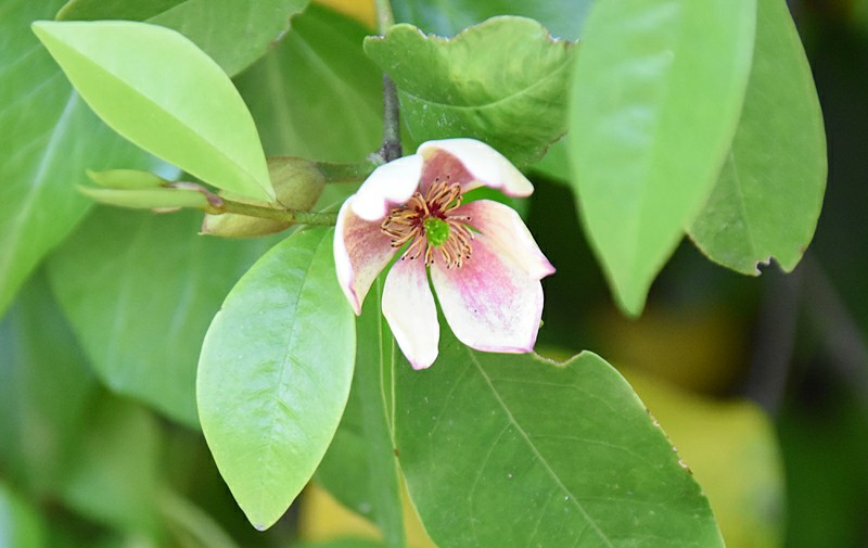 f:id:flowerTDR:20200904003950j:image f:id:flowerTDR:20200904003950j:image