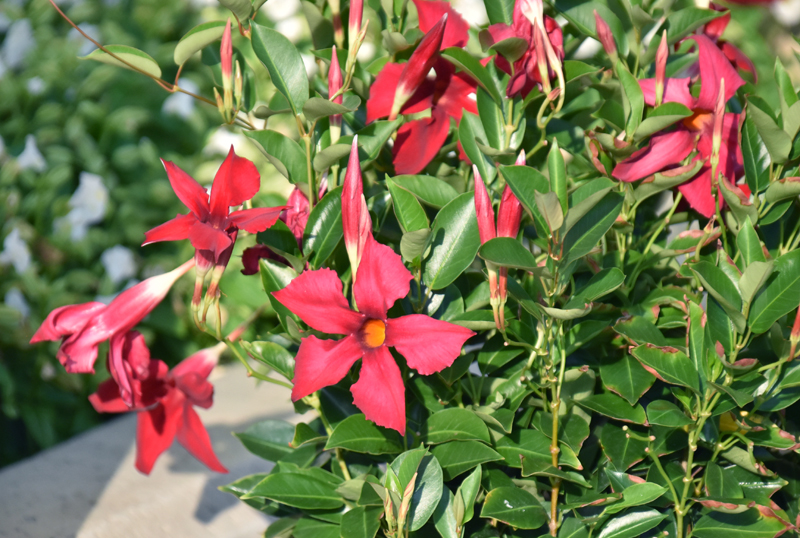 f:id:flowerTDR:20200905062658j:plain