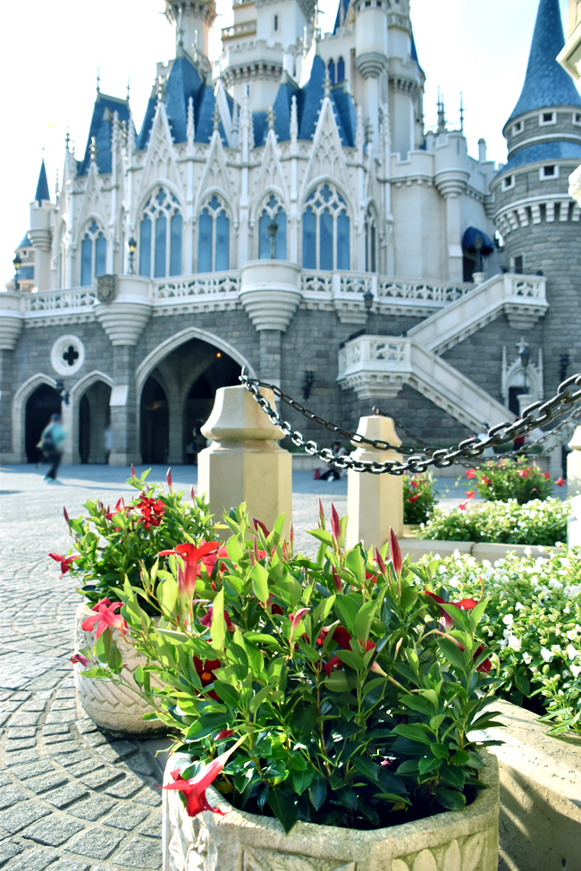 f:id:flowerTDR:20200905062903j:plain