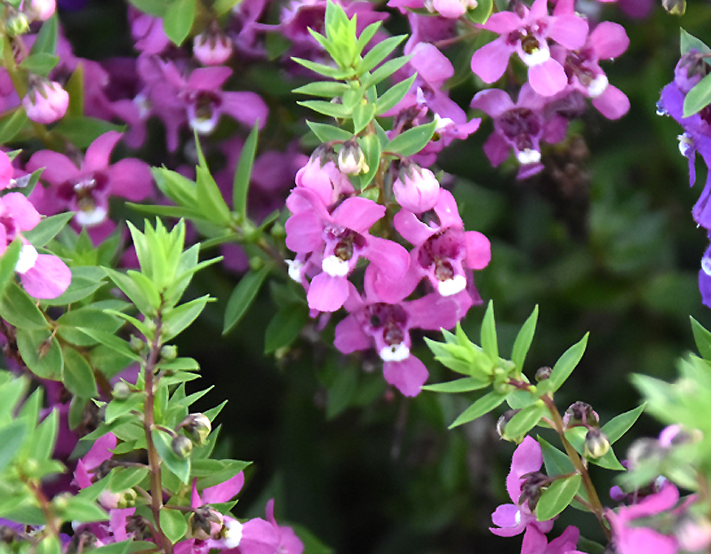 f:id:flowerTDR:20200908065719j:plain