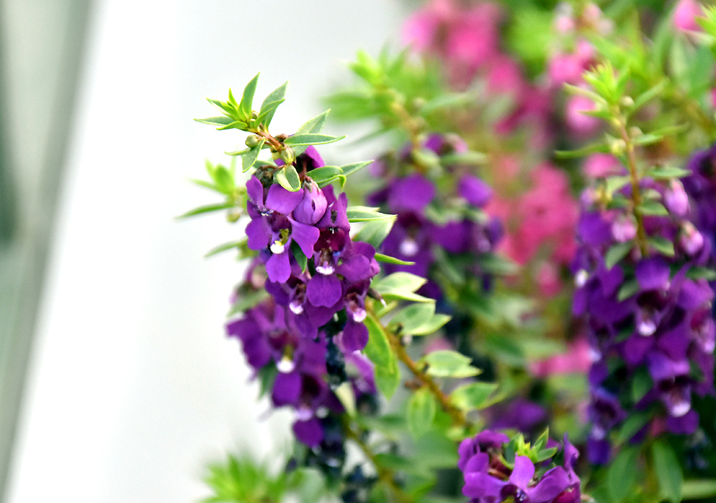 f:id:flowerTDR:20200908065734j:plain