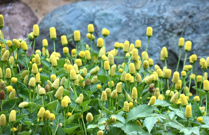 f:id:flowerTDR:20200909085243j:plain