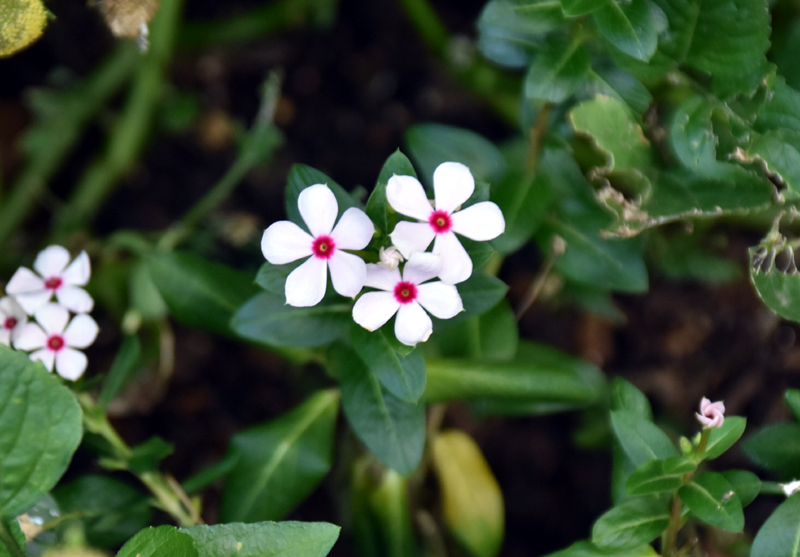 f:id:flowerTDR:20200909085305j:plain