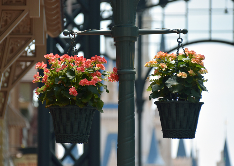 f:id:flowerTDR:20200911073138j:plain